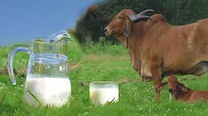 Cow Milk Delivery